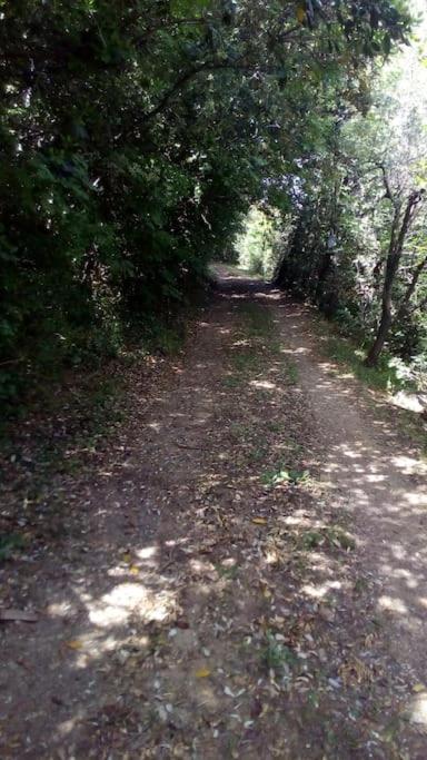 Casa Belvedere -Tranquillita Tra Bosco E Ulivi- Riparbella Eksteriør bilde