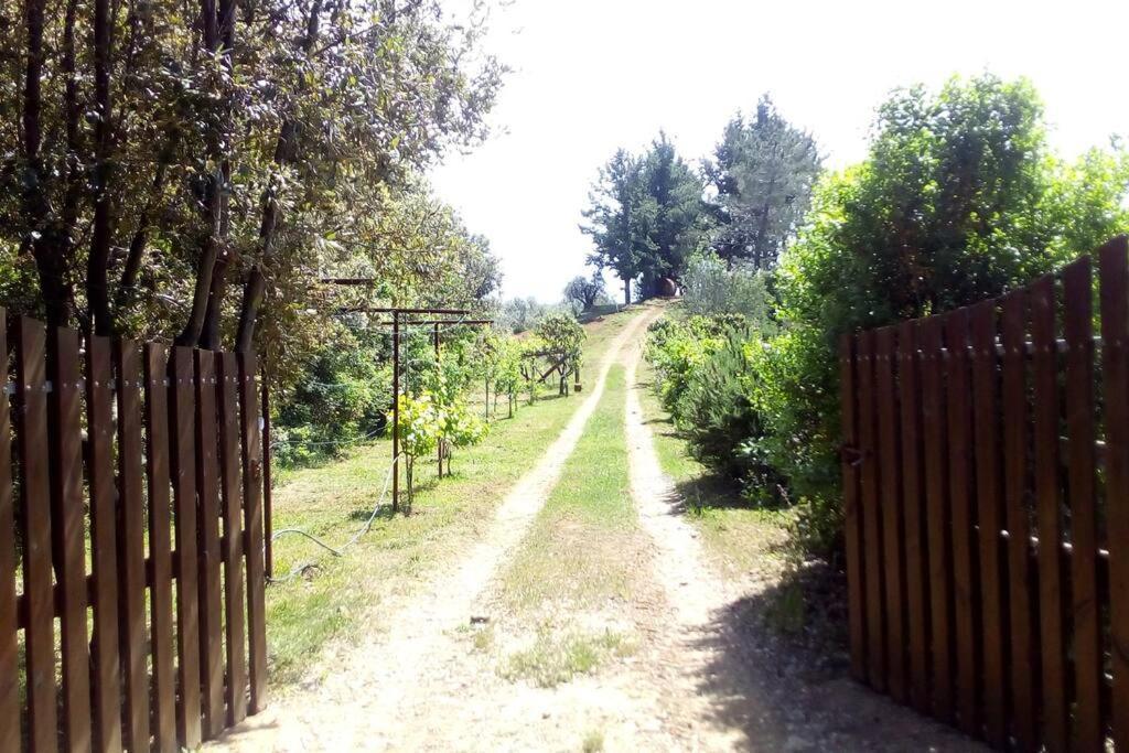 Casa Belvedere -Tranquillita Tra Bosco E Ulivi- Riparbella Eksteriør bilde
