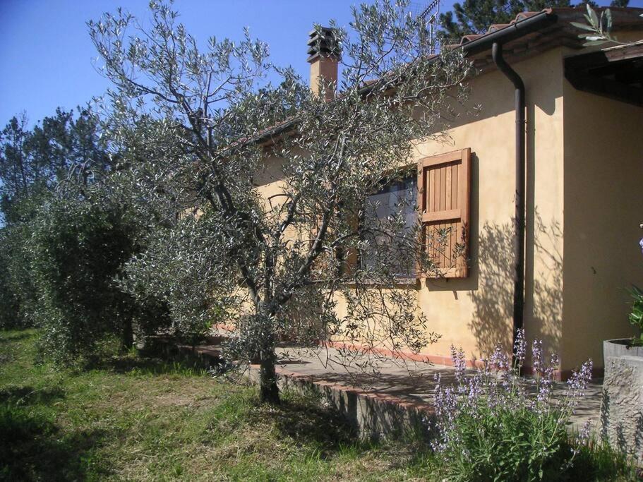 Casa Belvedere -Tranquillita Tra Bosco E Ulivi- Riparbella Eksteriør bilde