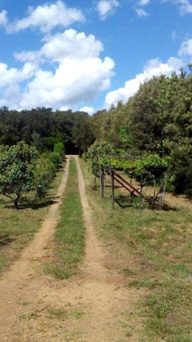 Casa Belvedere -Tranquillita Tra Bosco E Ulivi- Riparbella Eksteriør bilde
